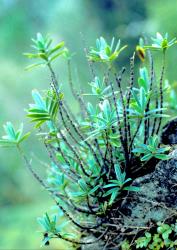 Veronica scopulorum. Habit. Rock Peak, Awaroa Valley, Waikato.
 Image: M.J. Bayly © Te Papa CC-BY-NC 3.0 NZ